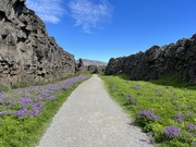 10th Jul 2024 - Pathway with Flowers