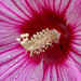 Closeup hibiscus by larrysphotos