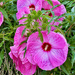 Hibiscus flowers by larrysphotos