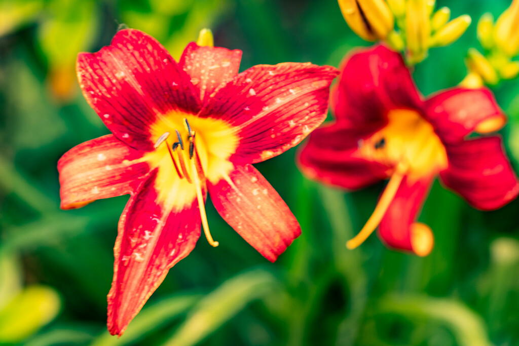 Remnants of Hurricane Beryl kissing Day Lilly by howozzie