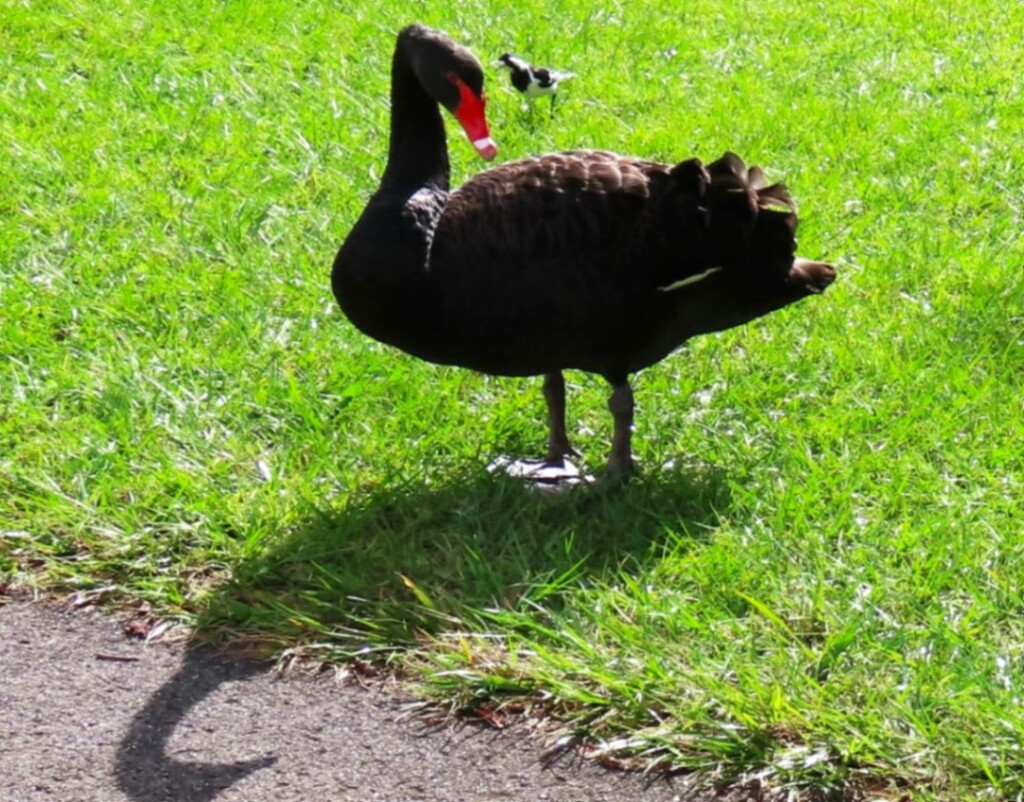 A Swan & A Pee Wee ~ by happysnaps