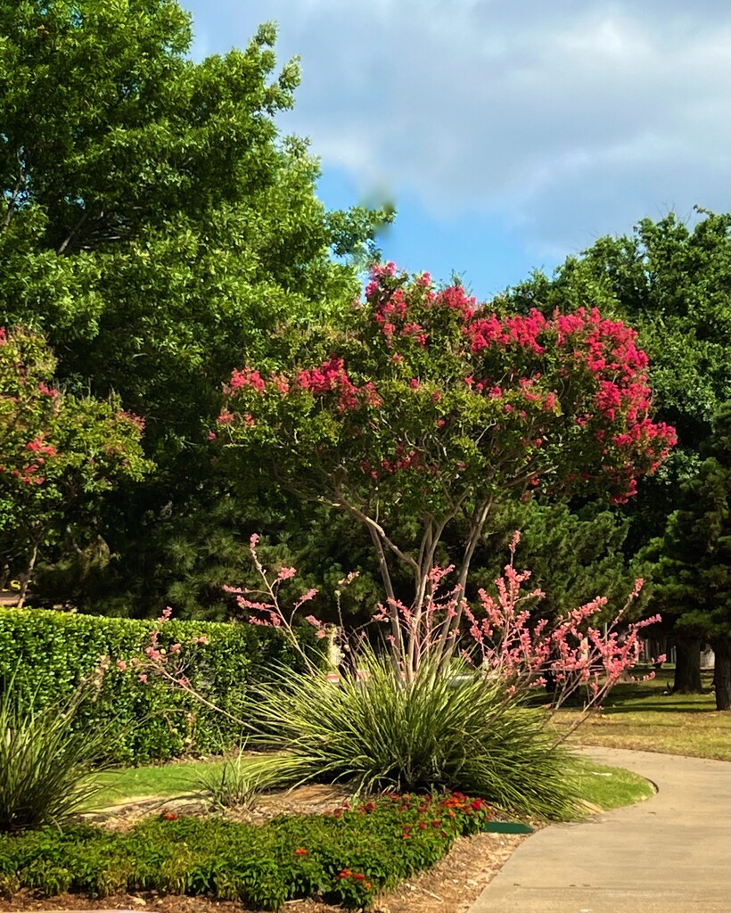 Red Yucca in commercial landscaping by louannwarren