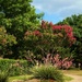 Red Yucca in commercial landscaping by louannwarren