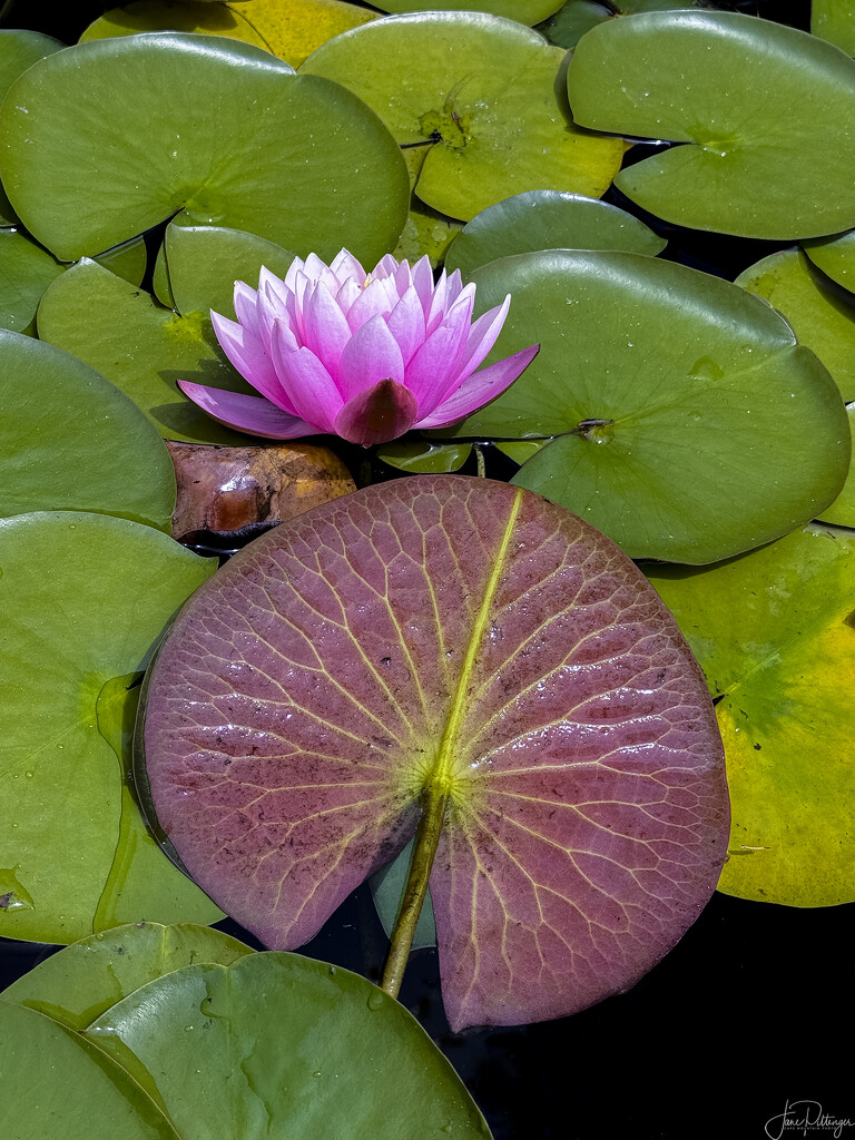 Lily On Pads  by jgpittenger