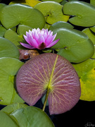 10th Jul 2024 - Lily On Pads 