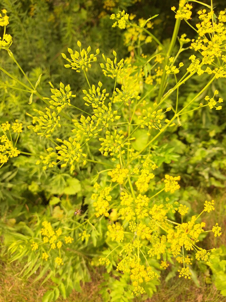 Wild parsnip by jackies365