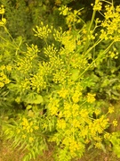 9th Jul 2024 - Wild parsnip