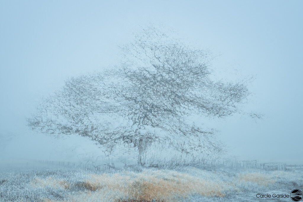 Wintery Foggy tree by yorkshirekiwi