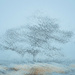 Wintery Foggy tree by yorkshirekiwi