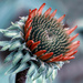 Young Coneflower by pdulis