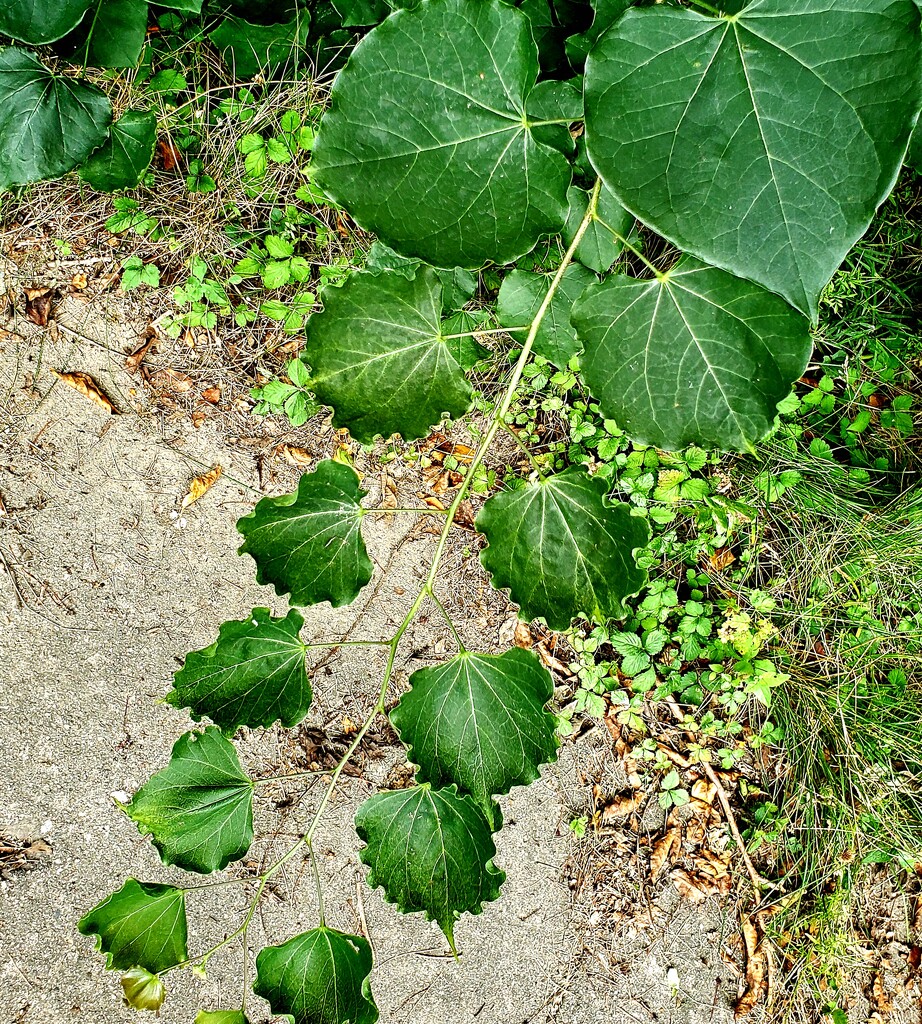 Unknown leaves by houser934