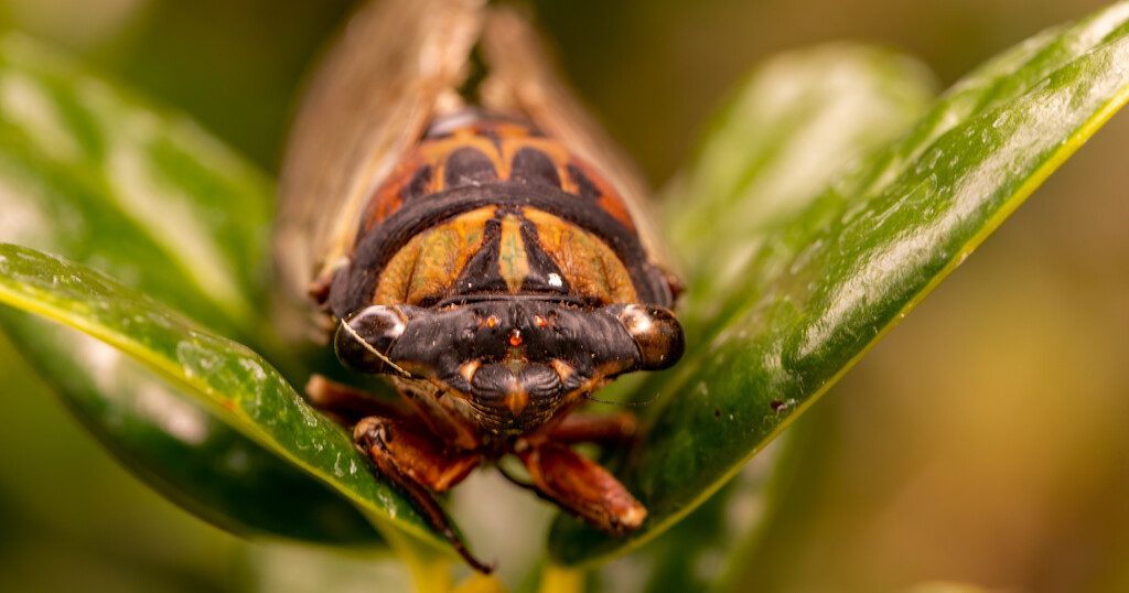 Cicada! by rickster549