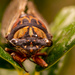 Cicada! by rickster549