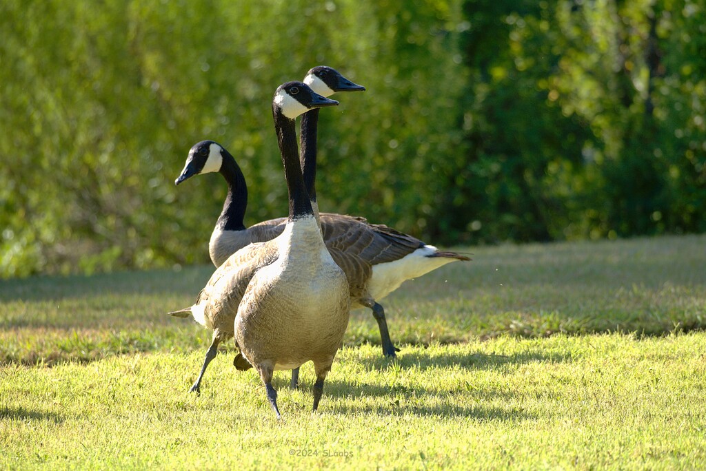 Geese on patrol by slaabs