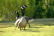 10th Jul 2024 - Geese on patrol