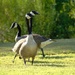 Geese on patrol by slaabs