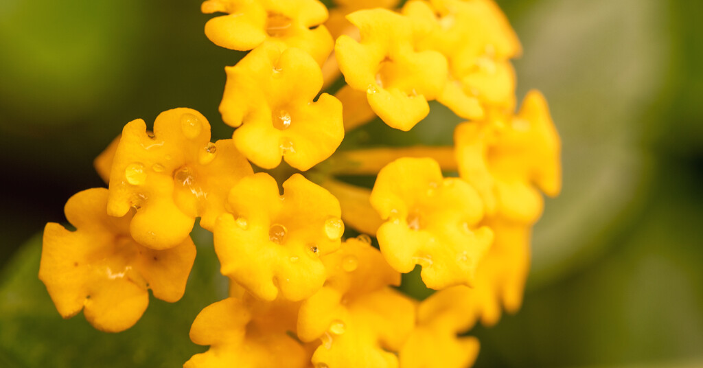 Lantana Flower! by rickster549