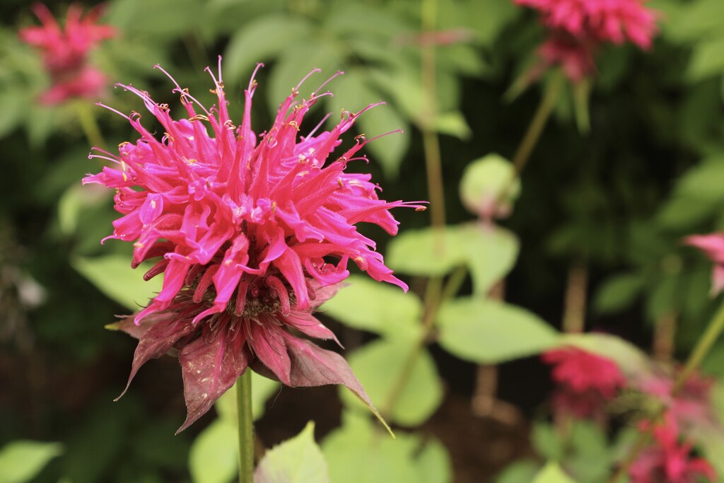 Blooming beebalm by mltrotter