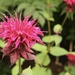 Blooming beebalm by mltrotter