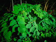 10th Jul 2024 - Night leaves