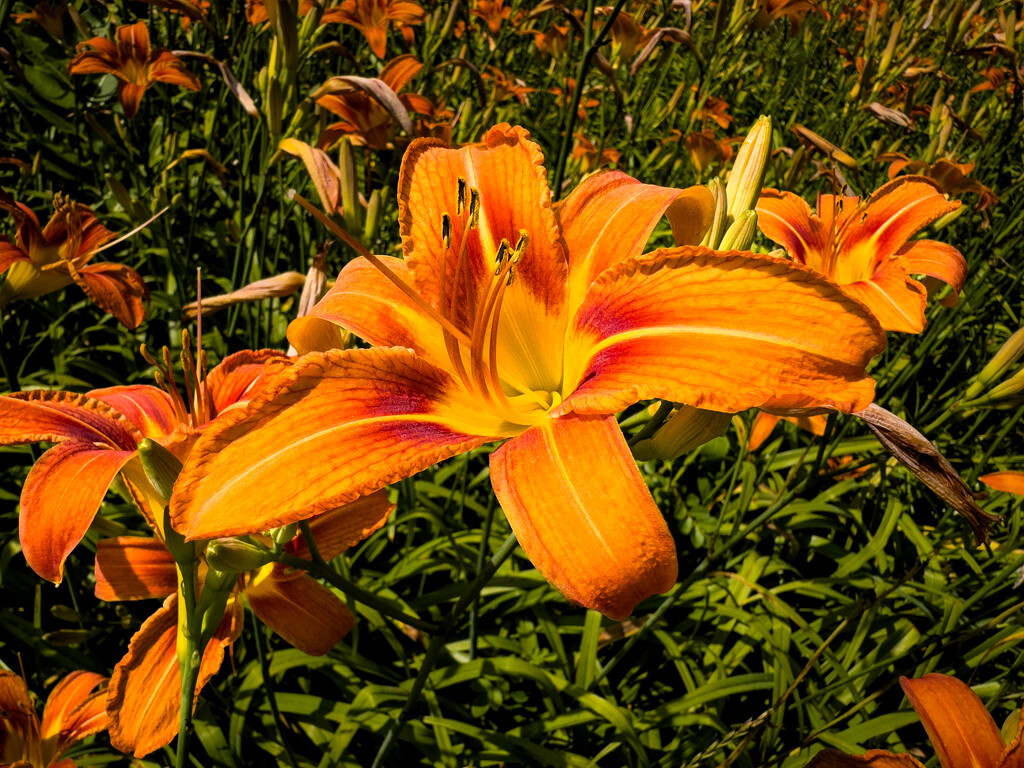 Roadside garden by jeffjones