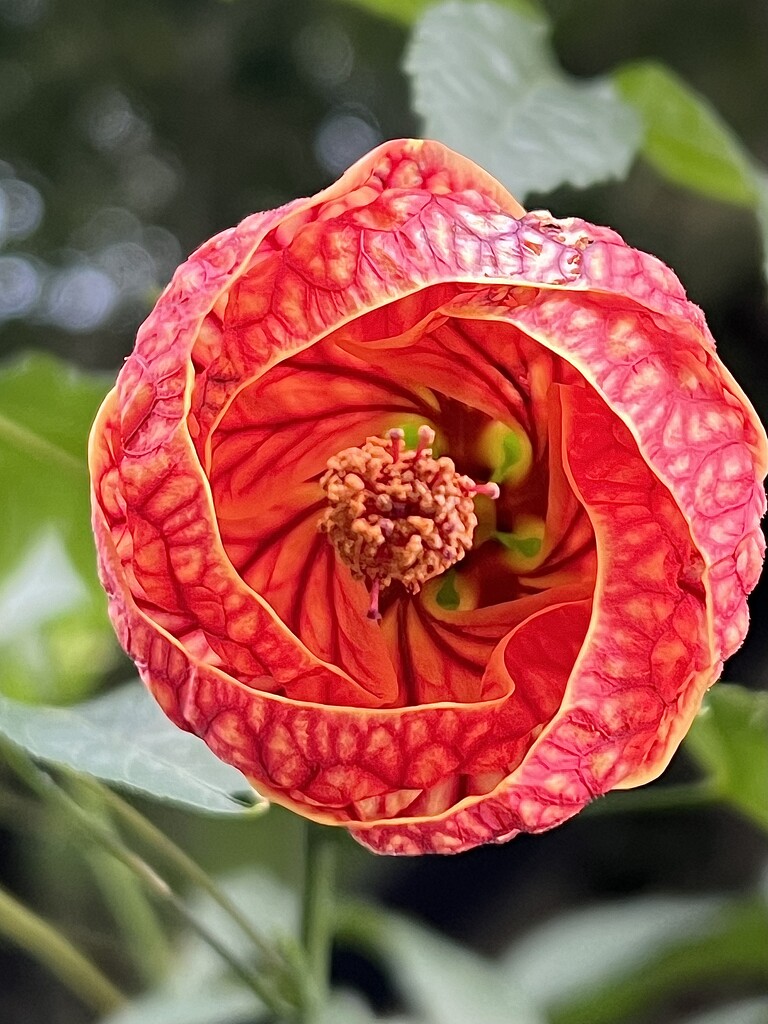 Redvein Flowering Maple by shookchung