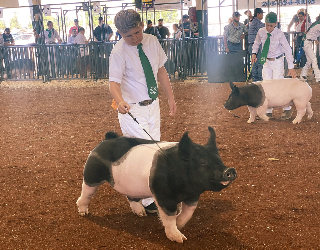 Why Is This Little Pig Smiling? This Is Not A Remake Of Babe. He Should Not Be Smiling. by joysfocus