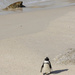 All Alone Penguin