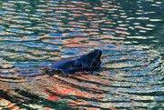 10th Jul 2024 - Seal in Boat Reflection