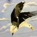 Seagull in flight (painting) by stuart46