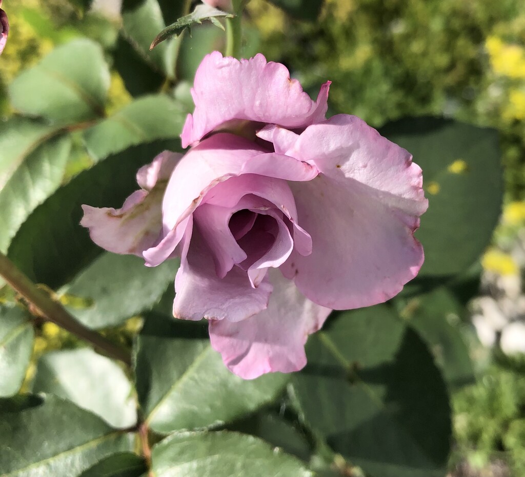 Light Pink Rose  by dailypix