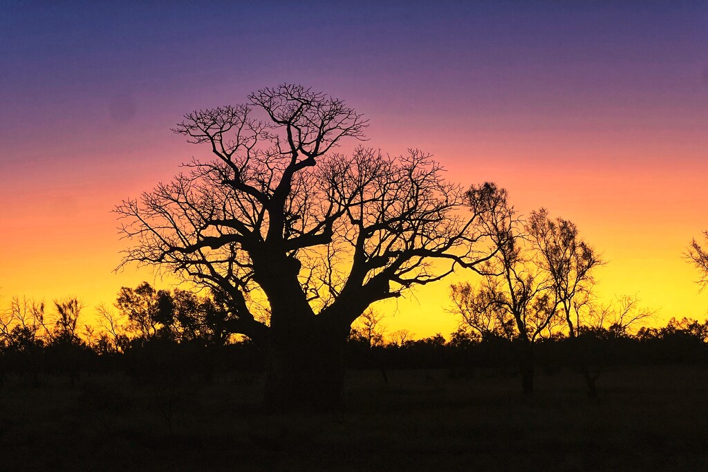 Boab sunrise by pusspup