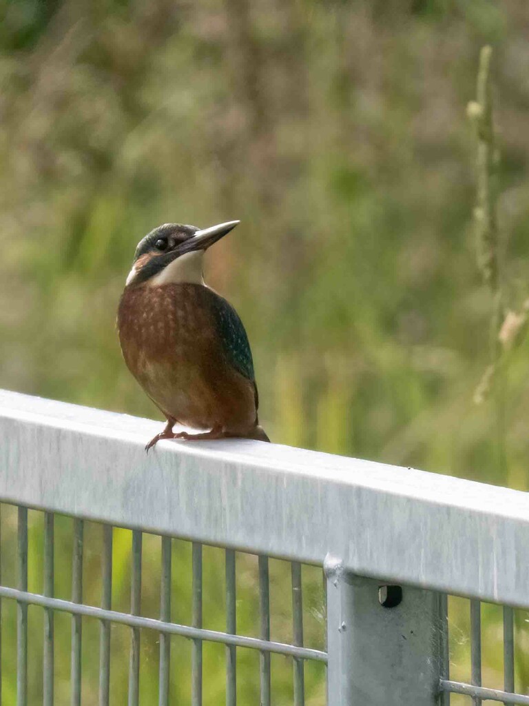 Gatekeeper by padlock