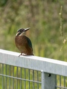 10th Jul 2024 - Gatekeeper