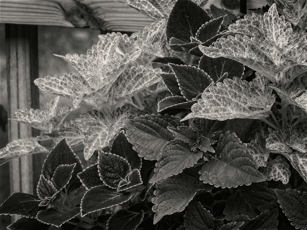 Mixed coleus... by marlboromaam