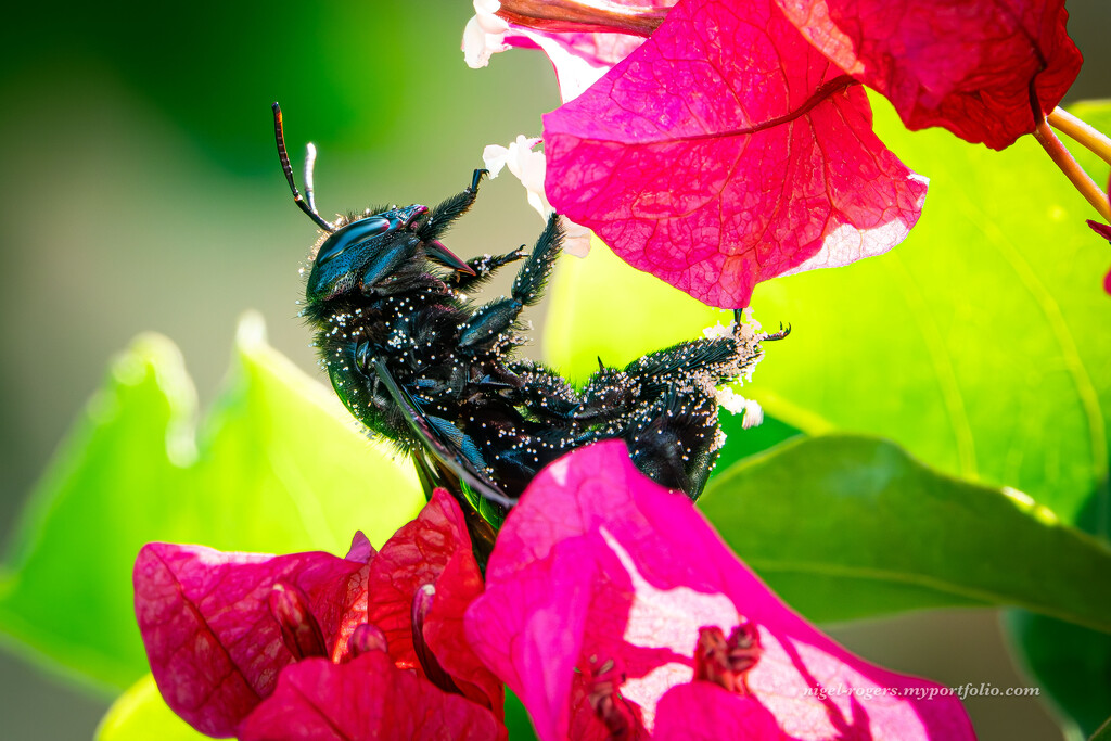 Black Carpenter Bee by nigelrogers