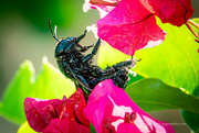 11th Jul 2024 - Black Carpenter Bee