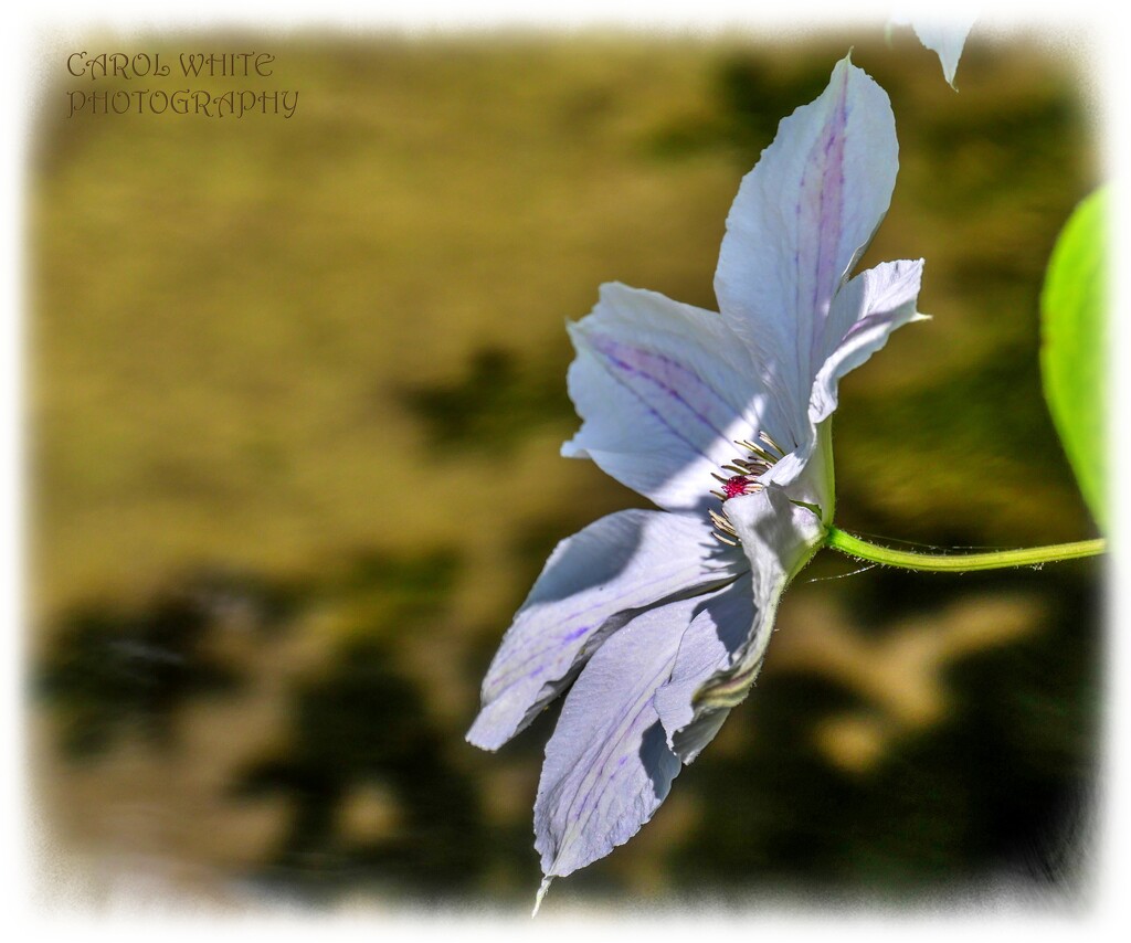 Clematis by carolmw