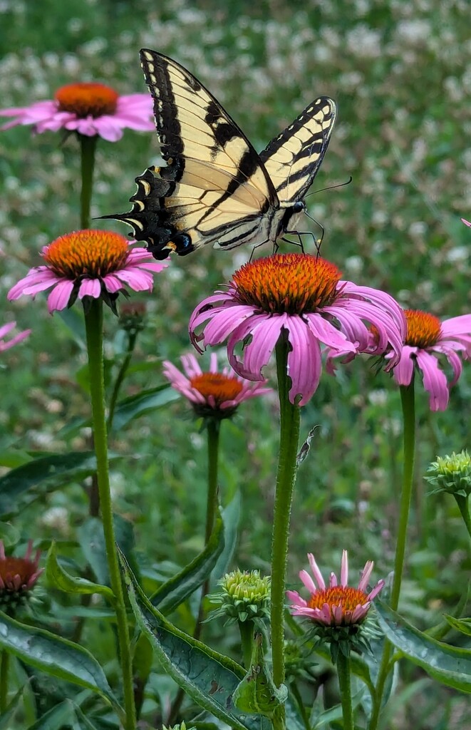 Garden Visitor  by julie