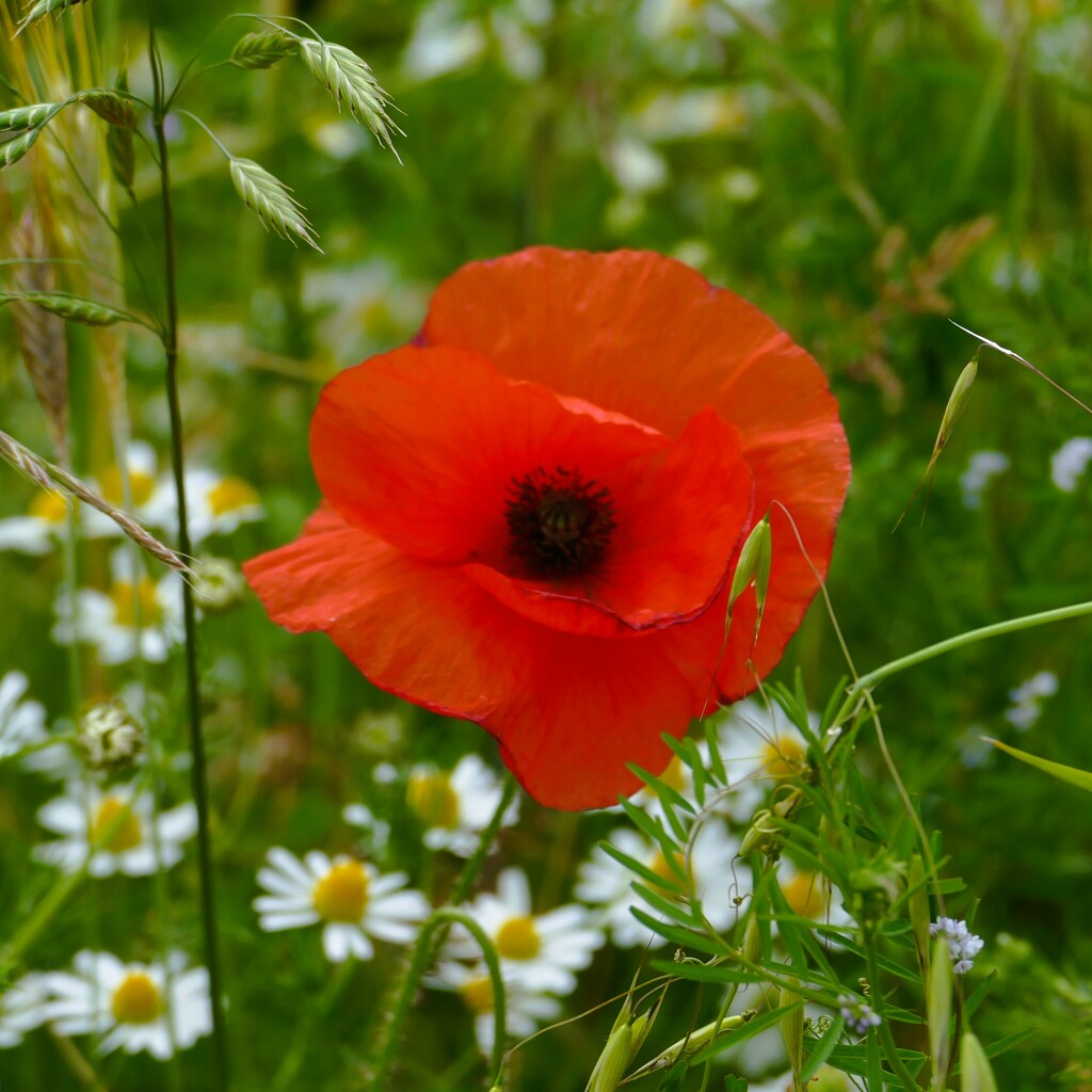 wild poppy by cam365pix