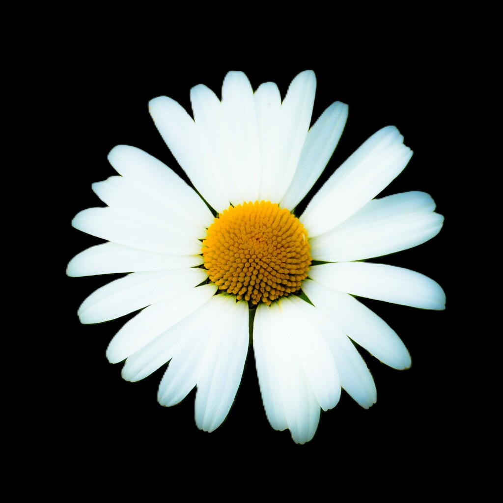 oxeye daisy by cam365pix