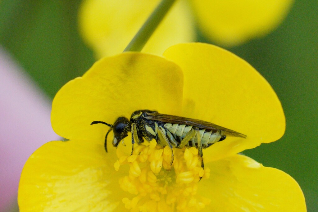 BUTTERCUP & SAWFLY by markp