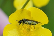 4th Jul 2024 - BUTTERCUP & SAWFLY