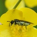 BUTTERCUP & SAWFLY