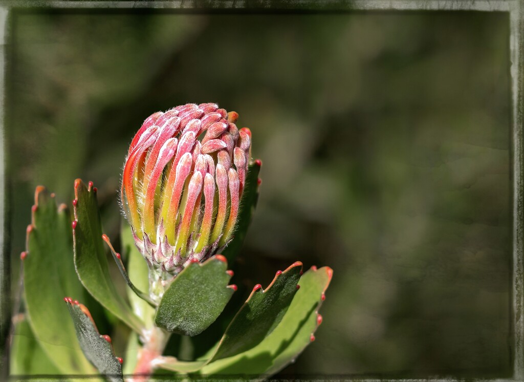 New blooms in winter by ludwigsdiana