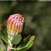 New blooms in winter by ludwigsdiana