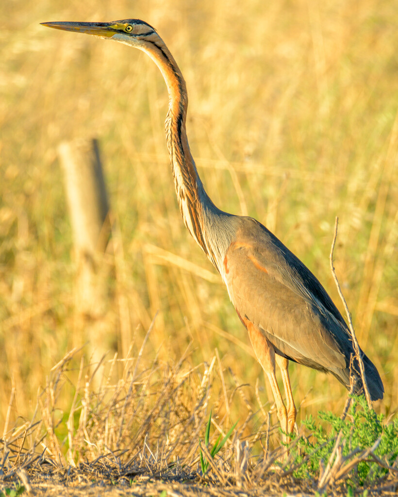 Purple heron (Ardea purpurea) by augusto