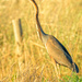 Purple heron (Ardea purpurea) by augusto