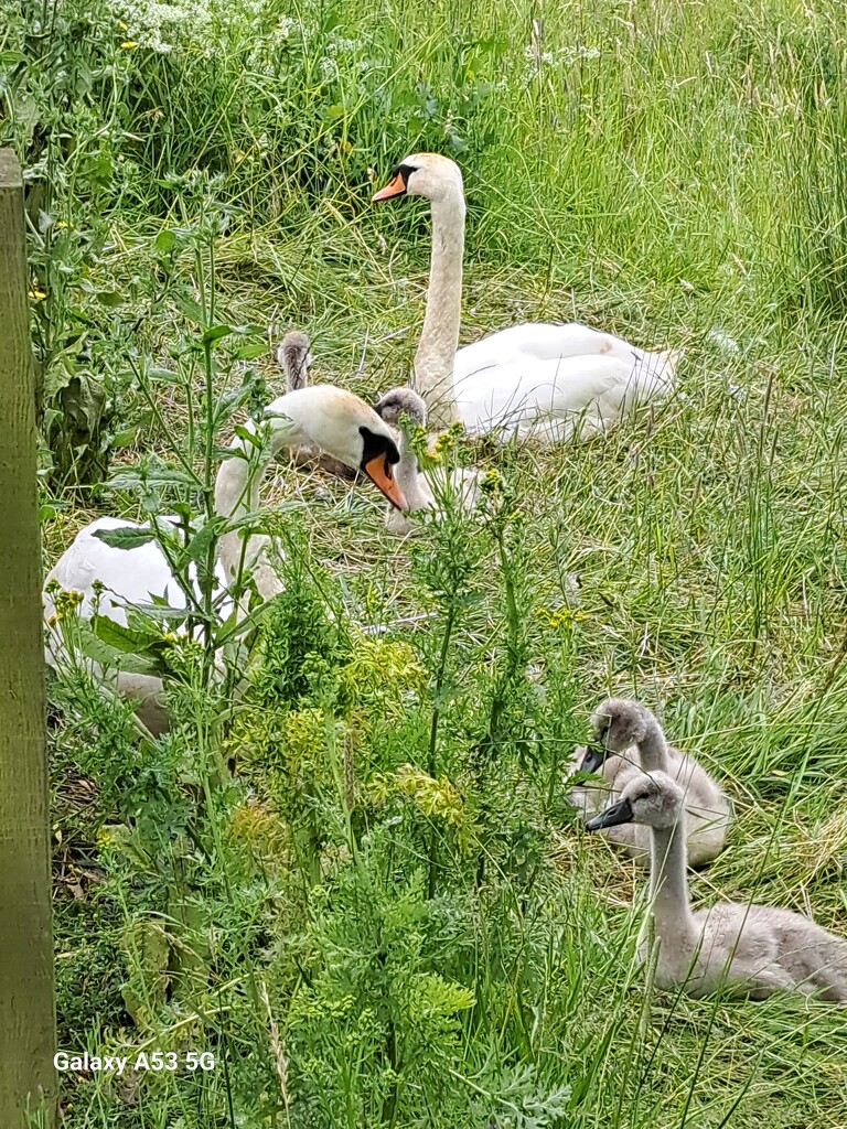 Swans by ludbrook482