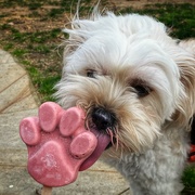 10th Jul 2024 - “Doggie” ice cream. 